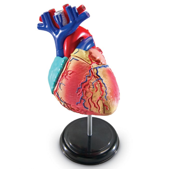 Primary Image of Heart Anatomy Model
