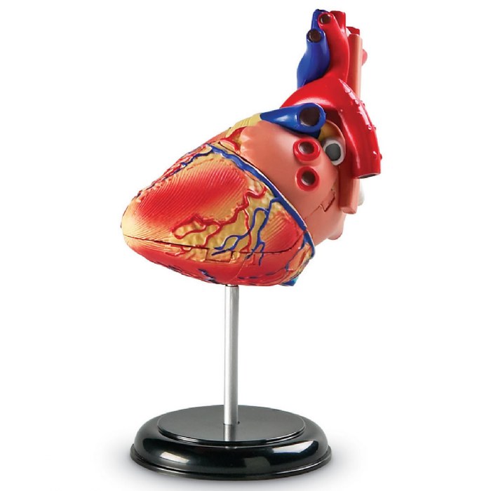 Alternate Image #1 of Heart Anatomy Model