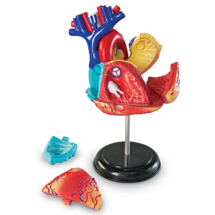 Alternate Image #1 of Heart Anatomy Model