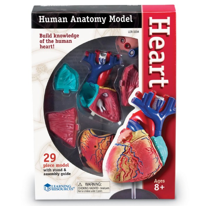 Alternate Image #1 of Heart Anatomy Model