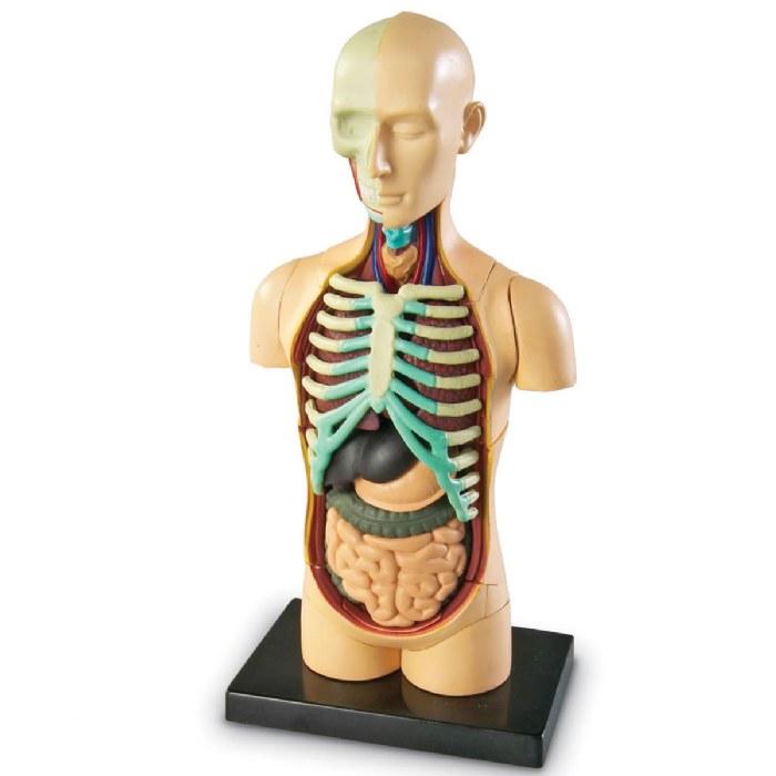Primary Image of Human Body Anatomy Model