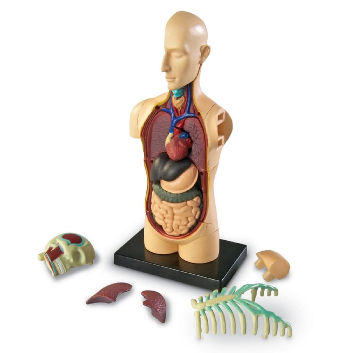 Alternate Image #1 of Human Body Anatomy Model