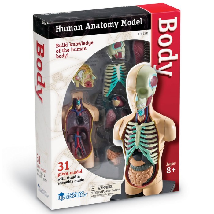 Alternate Image #1 of Human Body Anatomy Model