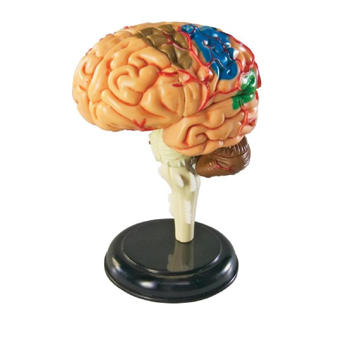 Alternate Image #1 of Brain Anatomy Realistic Model