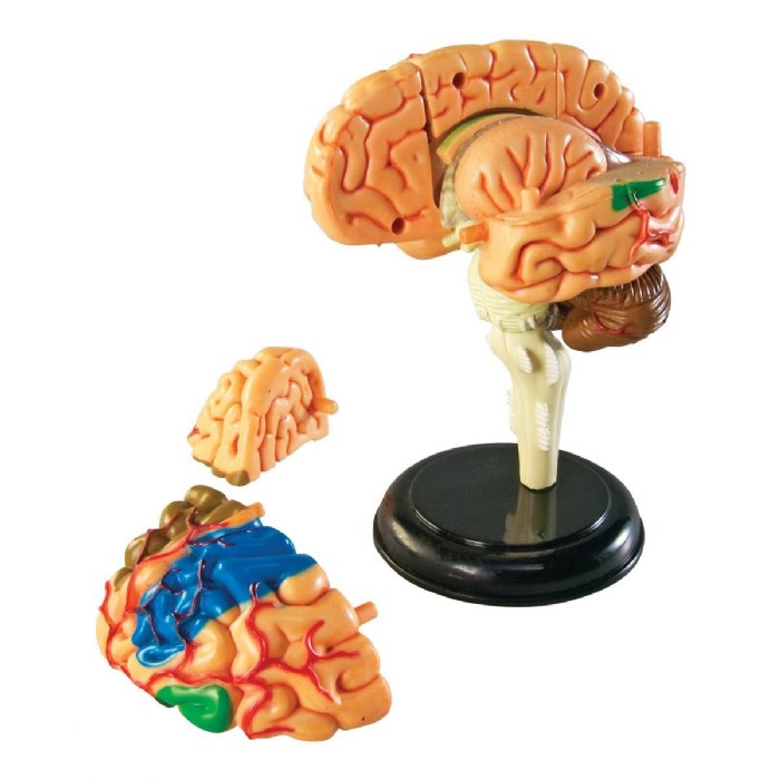 Alternate Image #1 of Brain Anatomy Realistic Model