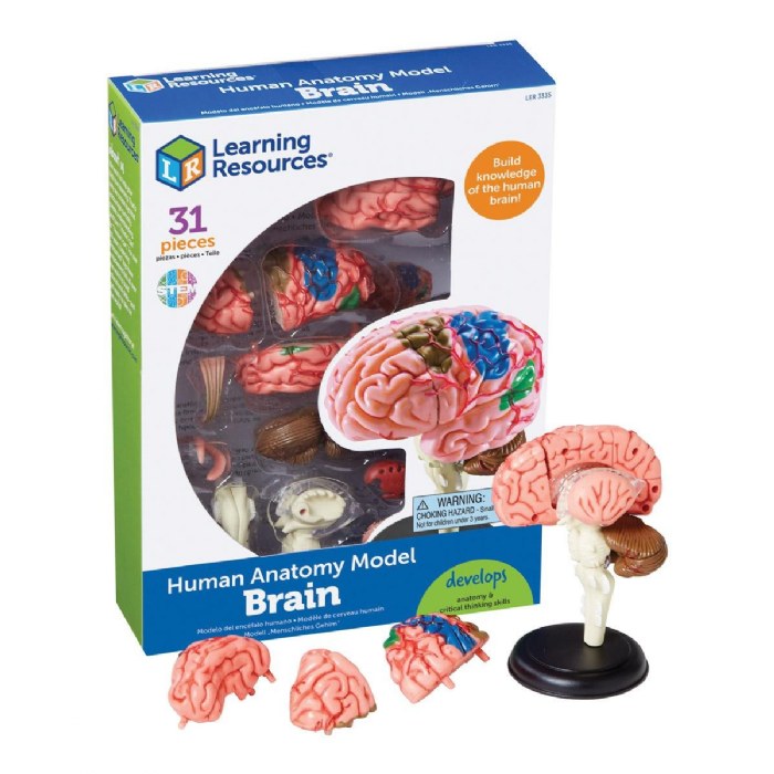 Alternate Image #1 of Brain Anatomy Realistic Model