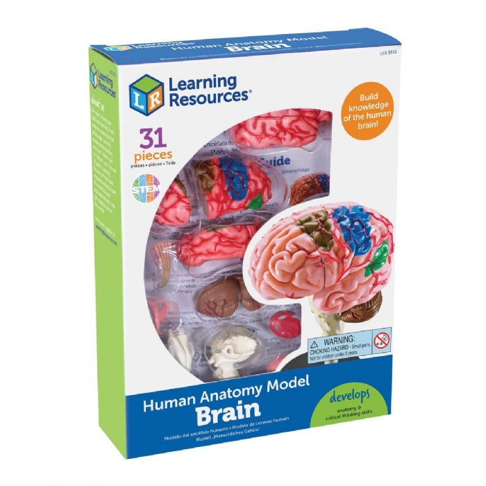 Alternate Image #1 of Brain Anatomy Realistic Model