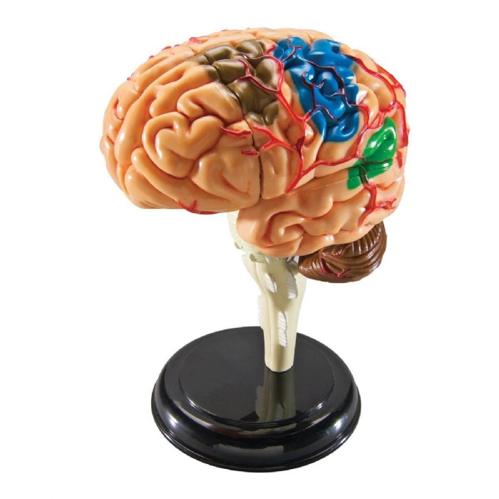 Primary Image of Brain Anatomy Realistic Model