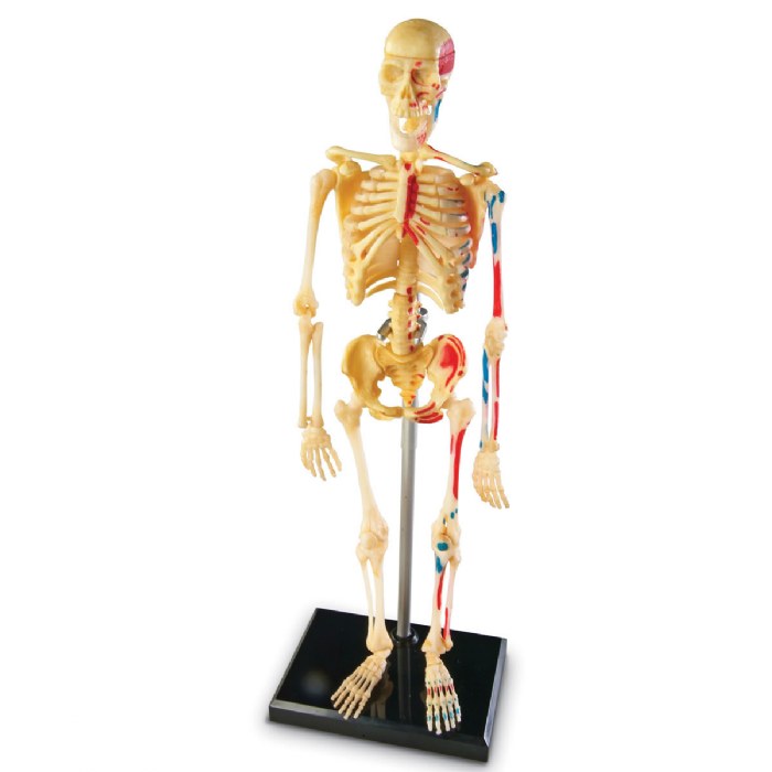 Primary Image of Skeleton Model