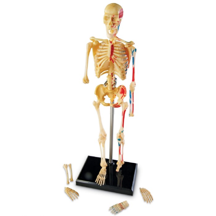 Alternate Image #1 of Skeleton Model