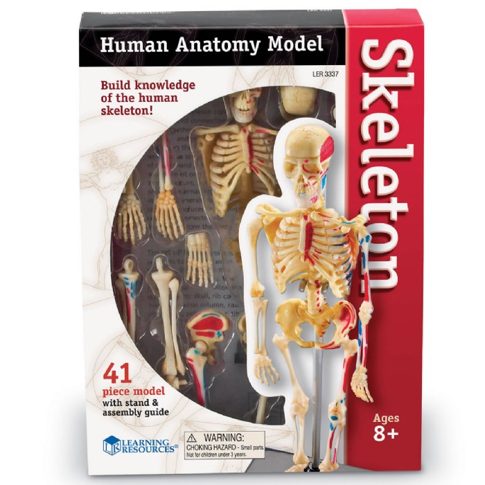 Alternate Image #1 of Skeleton Model