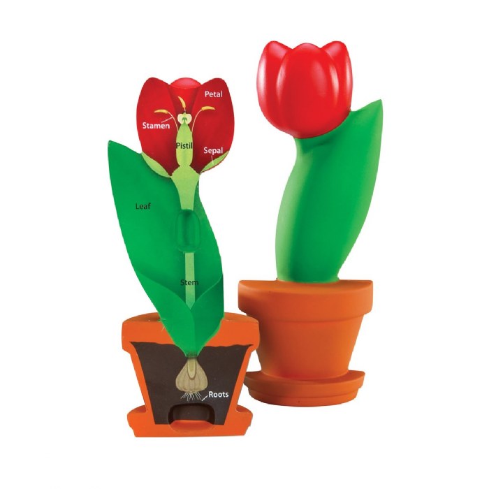 Alternate Image #1 of Cross-Section Flower Model