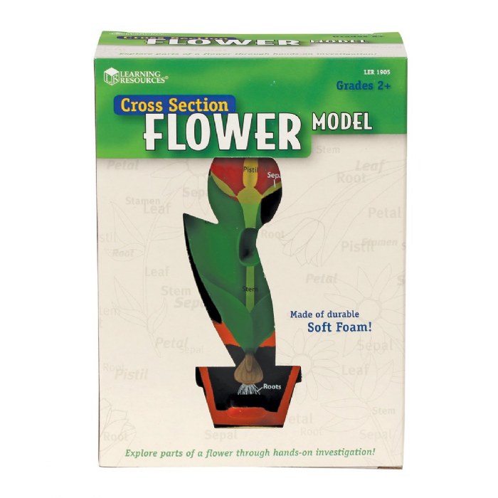 Alternate Image #1 of Cross-Section Flower Model