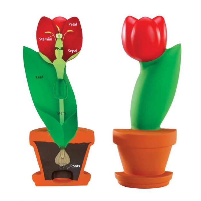 Primary Image of Cross-Section Flower Model