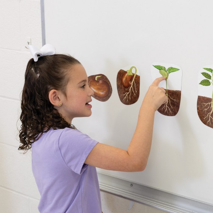 Alternate Image #1 of Giant Magnetic Plant Life Cycle