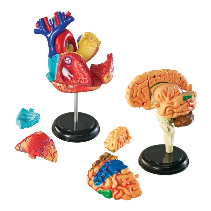 Alternate Image #1 of Human Anatomy Models Set - Includes Brain, Heart, Body and Skeleton