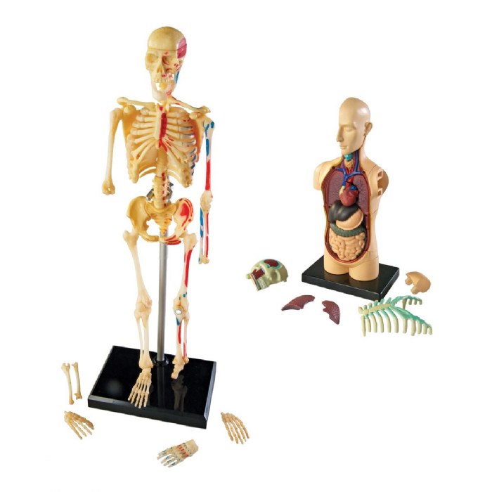 Alternate Image #1 of Human Anatomy Models Set - Includes Brain, Heart, Body and Skeleton