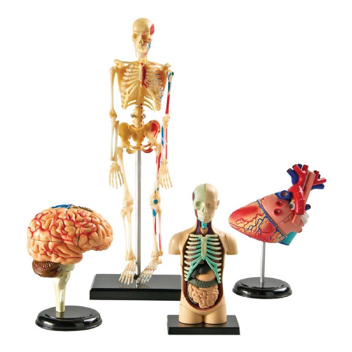 Primary Image of Human Anatomy Models Set - Includes Brain, Heart, Body and Skeleton