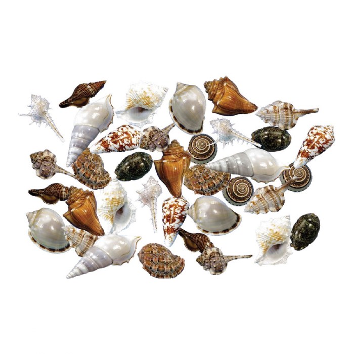 Primary Image of Sorting Shells