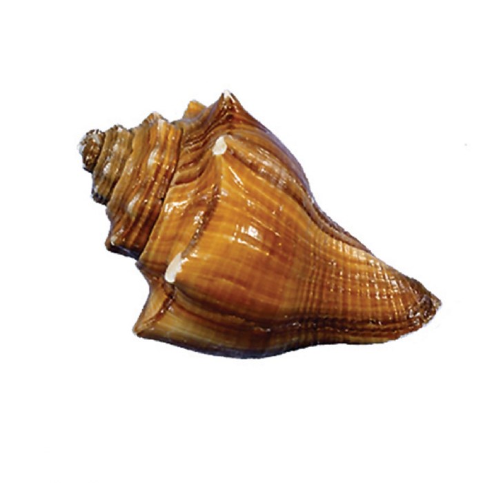 Alternate Image #1 of Sea Shells - Set of 12