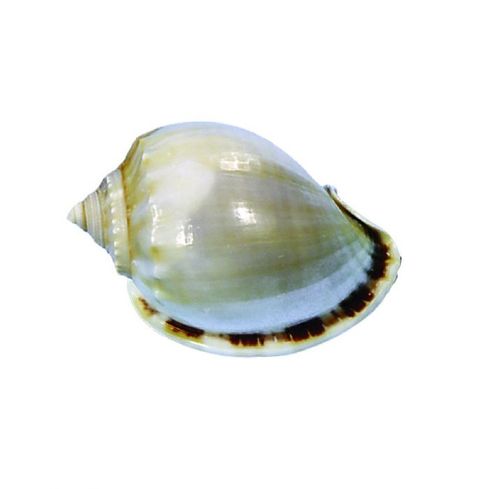 Alternate Image #1 of Sea Shells - Set of 12