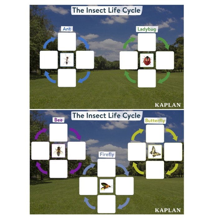 Alternate Image #1 of Insect Life Cycle Game - Investigate Bees, Ants, Butterfly and Firefly