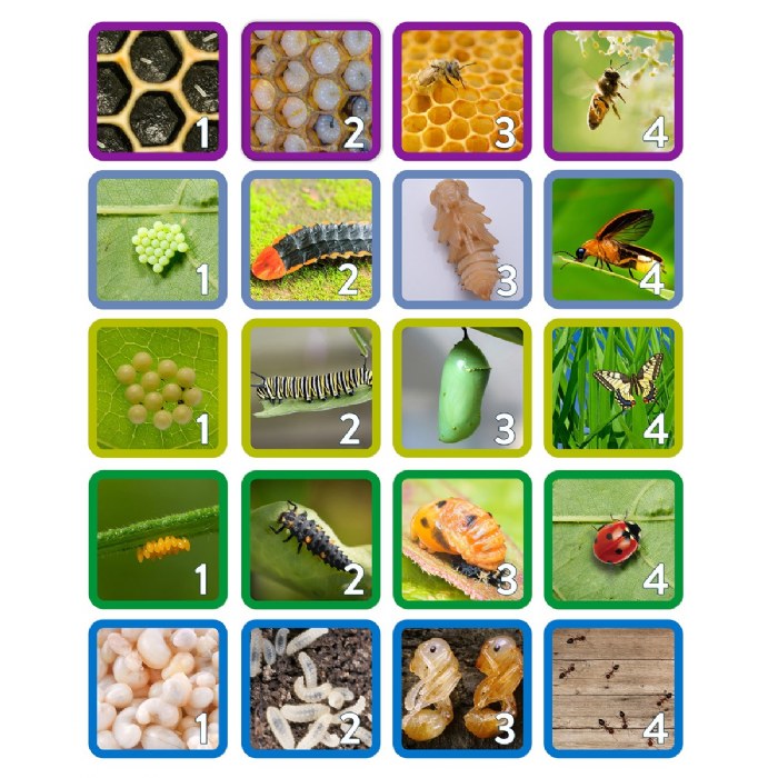 Alternate Image #1 of Insect Life Cycle Game - Investigate Bees, Ants, Butterfly and Firefly