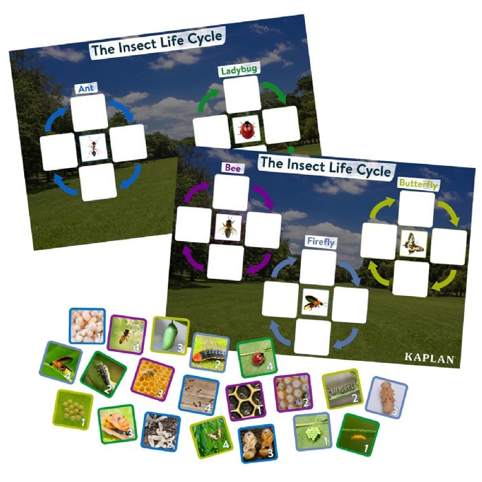 Primary Image of Insect Life Cycle Game - Investigate Bees, Ants, Butterfly and Firefly