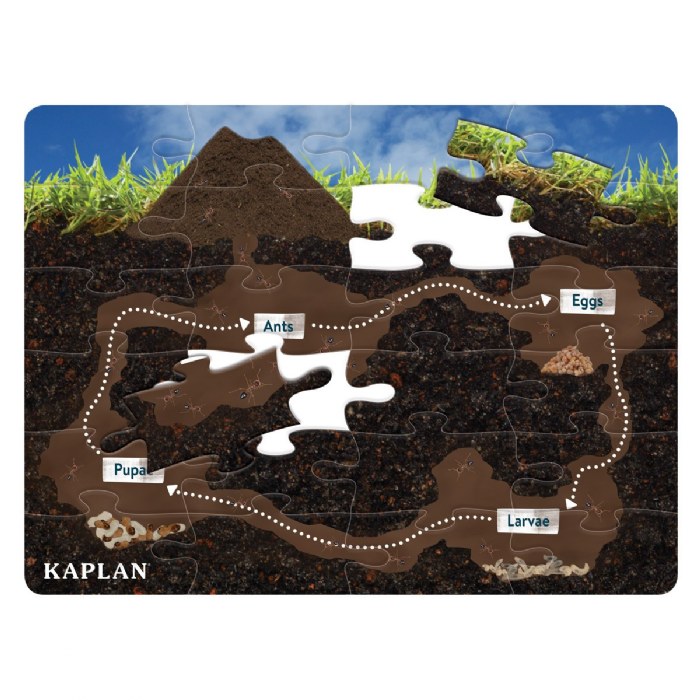 Alternate Image #1 of Life Cycle Floor Puzzle from Egg to Ant - 24 Pieces