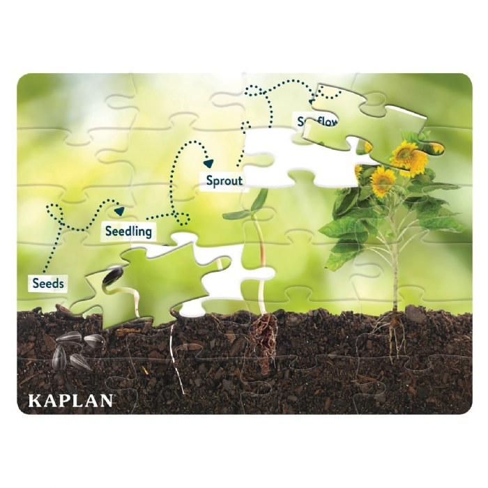 Alternate Image #1 of Sunflower Life Cycle Floor Puzzle from Seed to Sunflower - 24 Pieces