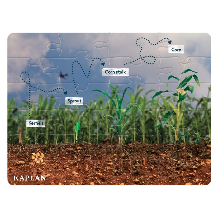 Primary Image of Corn Life Cycle Floor Puzzle - 24 Pieces