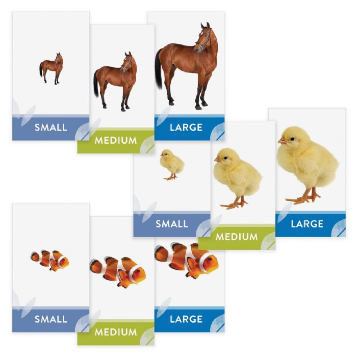 Alternate Image #1 of Let's Size It! Game