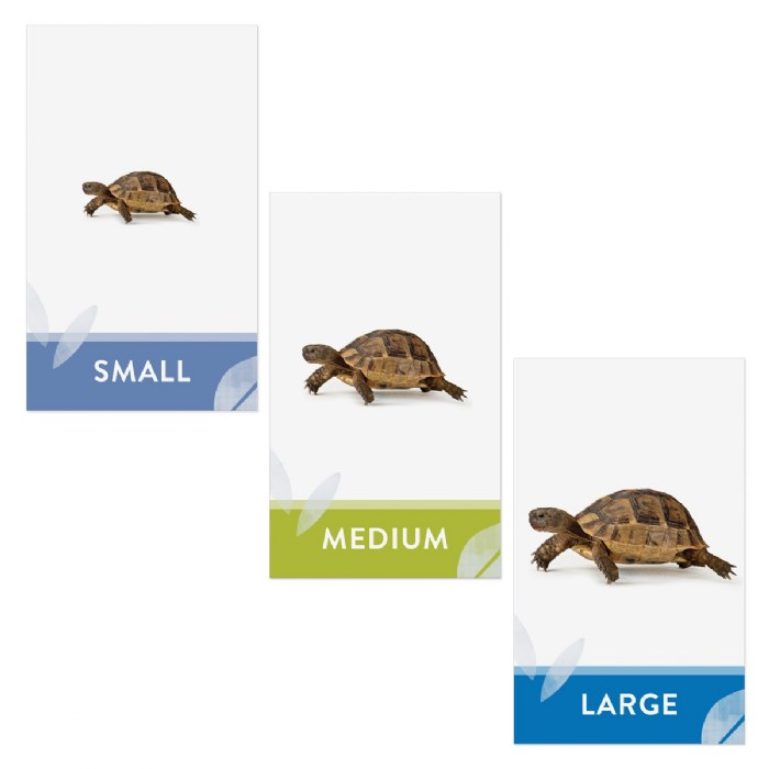 Alternate Image #1 of Let's Size It! Game