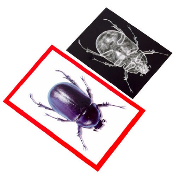 Alternate Image #1 of Insect X-Ray and Picture Cards