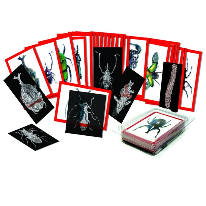Alternate Image #1 of Insect X-Ray and Picture Cards