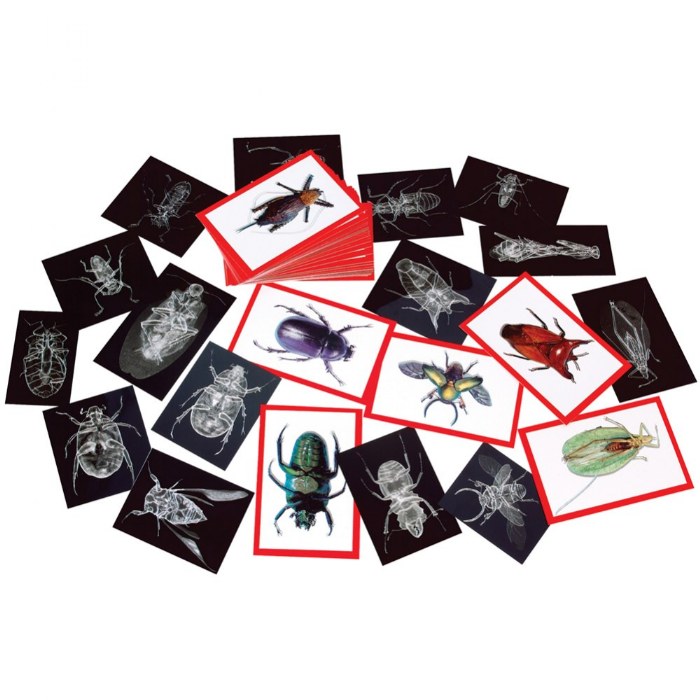 Primary Image of Insect X-Ray and Picture Cards
