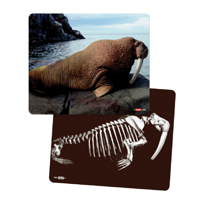 Alternate Image #1 of What's Inside Animals?