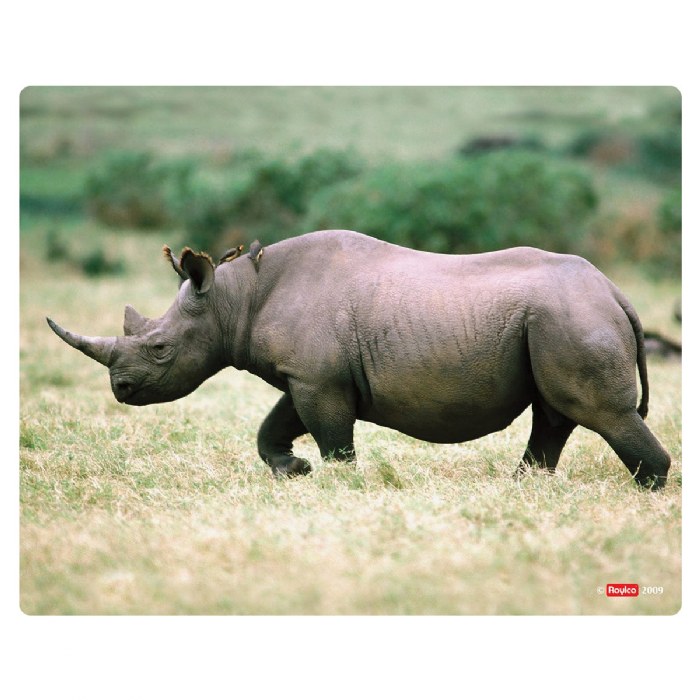 Alternate Image #1 of What's Inside Animals?