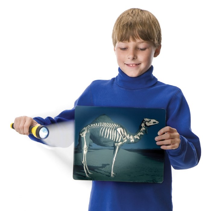 Alternate Image #1 of What's Inside Animals?