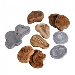 Magnetic Matching Fossil Stones - Set of 6