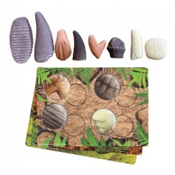 Image of Sensory Prehistoric Teeth Stones and Activity Cards Set