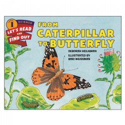 From Caterpillar to Butterfly - Paperback