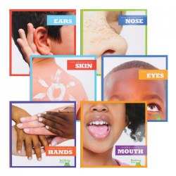 Our Amazing Bodies - Set of 6