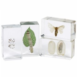 Life Cycles Moth Specimen Set - Set of 4