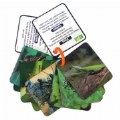 Thumbnail Image of Animal Planet Bugs & Insects 3-D Flash Cards - 20 Cards