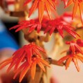 Thumbnail Image #5 of LEGO® Japanese Red Maple Bonsai Tree - 10348