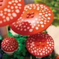Alternate Thumbnail #4 of LEGO&reg; Botanicals Woodland Mushrooms - 11505