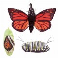 Thumbnail Image of Monarch Life Cycle Hand Puppet by Folkmanis