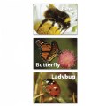 Alternate Image #3 of Insects & Bugs Memory Matching Game