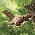 Alternate Image #4 of Flying Squirrel Hand Puppet